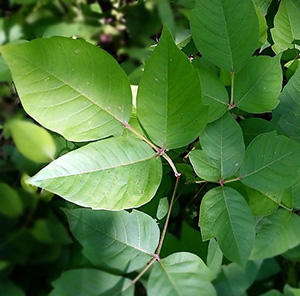 The Best Natural Treatments for Poison Ivy and Poison Oak Rash
